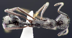 Aphaenogaster spinosa - Vue taxonomique