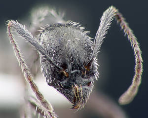 Aphaenogaster spinosa - Vue taxonomique