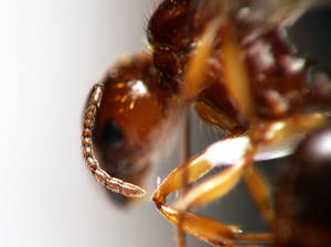 Aphaenogaster subterranea - antenne - gyne