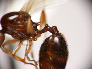 Aphaenogaster subterranea - petiole - gyne