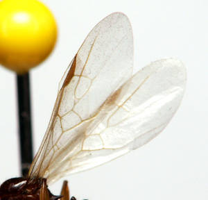 Aphaenogaster subterranea - profil-aile - gyne