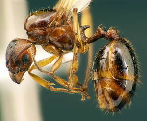 Aphaenogaster subterranea - Vue taxonomique