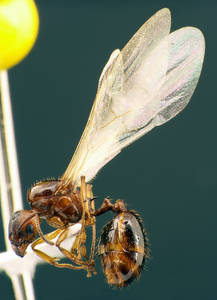 Aphaenogaster subterranea - Vue taxonomique