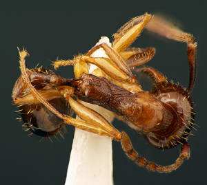 Aphaenogaster subterranea - Vue taxonomique