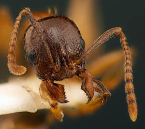 Aphaenogaster subterranea - Vue taxonomique