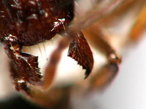 Aphaenogaster subterranea - mandibule - ouvriere