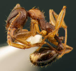 Aphaenogaster subterranea - Vue taxonomique
