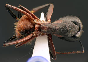 Camponotus cruentatus - Vue taxonomique