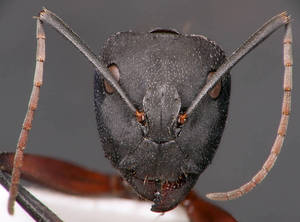 Camponotus cruentatus - Vue taxonomique