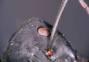 Camponotus cruentatus - oeil - major
