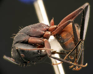 Camponotus cruentatus - Vue taxonomique