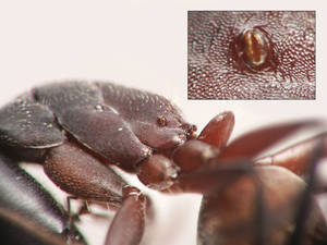 Camponotus cruentatus - spiracle-propodeal - major
