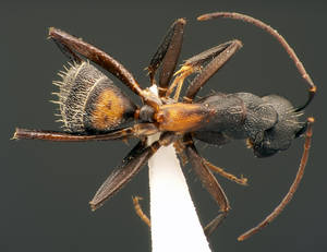 Camponotus cruentatus - Vue taxonomique