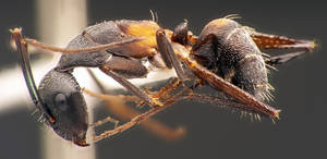 Camponotus cruentatus - Vue taxonomique