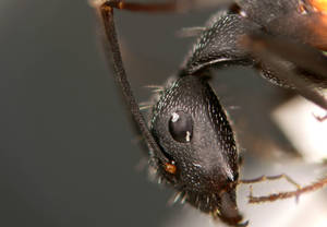 Camponotus cruentatus - profil-oeil - media