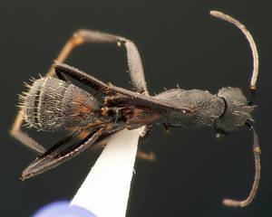 Camponotus cruentatus - Vue taxonomique