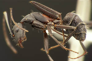 Camponotus cruentatus - Vue taxonomique