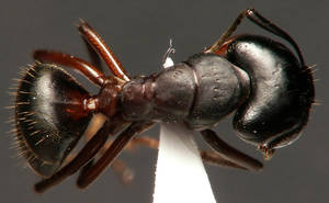 Camponotus herculeanus - Vue taxonomique