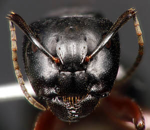 Camponotus herculeanus - Vue taxonomique