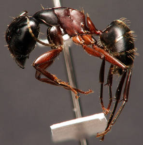 Camponotus herculeanus - Vue taxonomique
