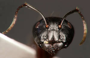 Camponotus ligniperdus - clypeus - major