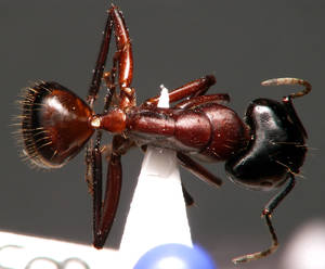 Camponotus ligniperdus - Vue taxonomique