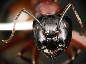 Camponotus ligniperdus - Vue taxonomique