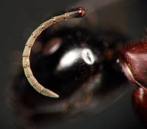 Camponotus ligniperdus - funicules - major