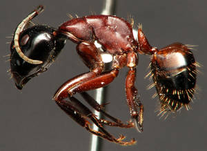 Camponotus ligniperdus - Vue taxonomique