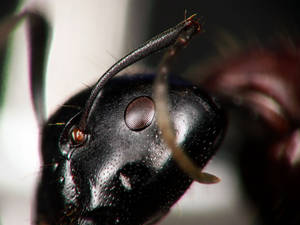 Camponotus ligniperdus - scape - major