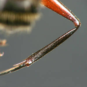 Camponotus ligniperdus - tibia-eperon - major