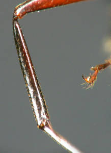 Camponotus ligniperdus - tibia - major