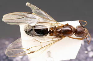 Camponotus sylvaticus - Vue taxonomique