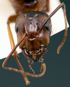 Camponotus sylvaticus - Vue taxonomique