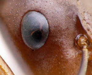Camponotus sylvaticus - oeil - gyne