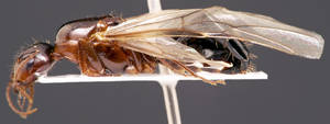 Camponotus sylvaticus - Vue taxonomique