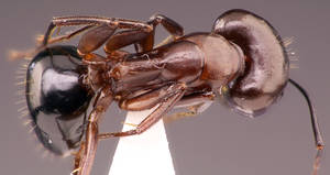 Camponotus sylvaticus - Vue taxonomique