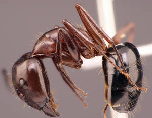 Camponotus sylvaticus - Vue taxonomique