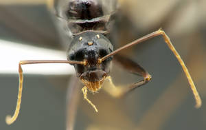 Camponotus sylvaticus - Vue taxonomique