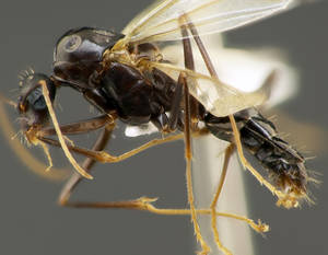 Camponotus sylvaticus - Vue taxonomique