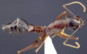 Camponotus sylvaticus - Vue taxonomique