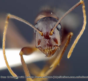 Camponotus sylvaticus - Vue taxonomique