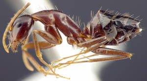 Camponotus sylvaticus - Vue taxonomique