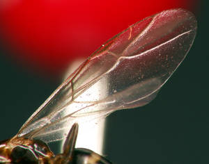 Camponotus truncatus - aile - gyne