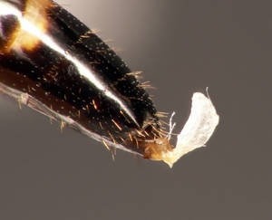 Camponotus truncatus - gastre - gyne