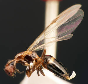 Camponotus truncatus - Vue taxonomique