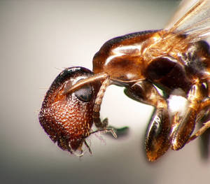 Camponotus truncatus - profil-tete - gyne