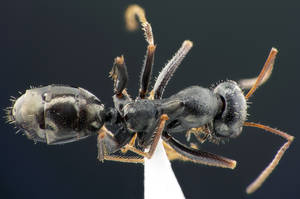 Cataglyphis cursor - Vue taxonomique