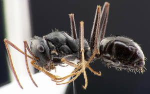 Cataglyphis cursor - Vue taxonomique