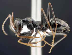 Cataglyphis piliscapa - Vue taxonomique